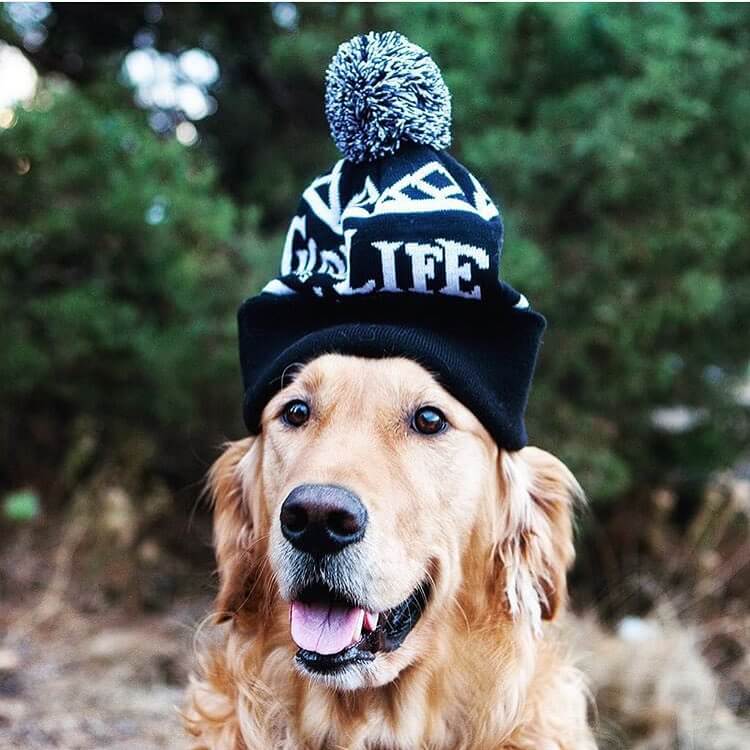 GoodLife Beanies Are In! Keep warm this winter! Pick one up at the tasting room or www.goodlifebrewing.com/product-category/headwear/

Great shot @tsr.photo #craftbeer #beerdog #oregonbeer #beergear #inbend @visitbend @visitcentraloregon @brewerybranding #beer