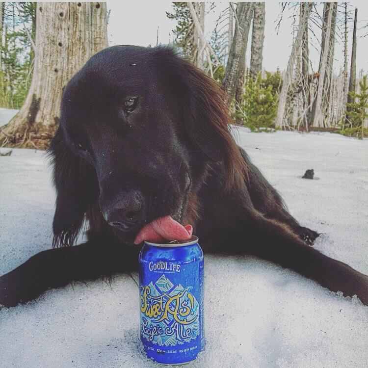 In dog beers, I've only had one! #dogbeer #craftbeer #cannedbeer #oregonbeer #sweetas #beer #goodboy