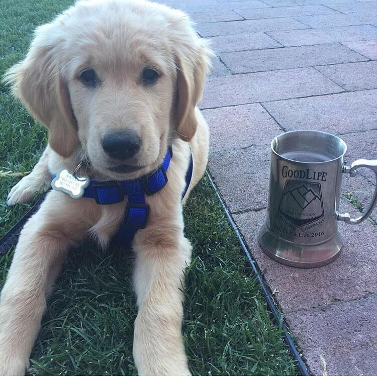 🍻 to the dog days of summer! Or puppy days! 📷: @brookcrow9909 🍺
🍺
🍺

#goodlifebrewing #bend #oregon #bendoregon #thebestofbend #craftbeer #beergarden #puppy #puppylove #goldenretriever #nopuppywashurtinthemakingofthispicture