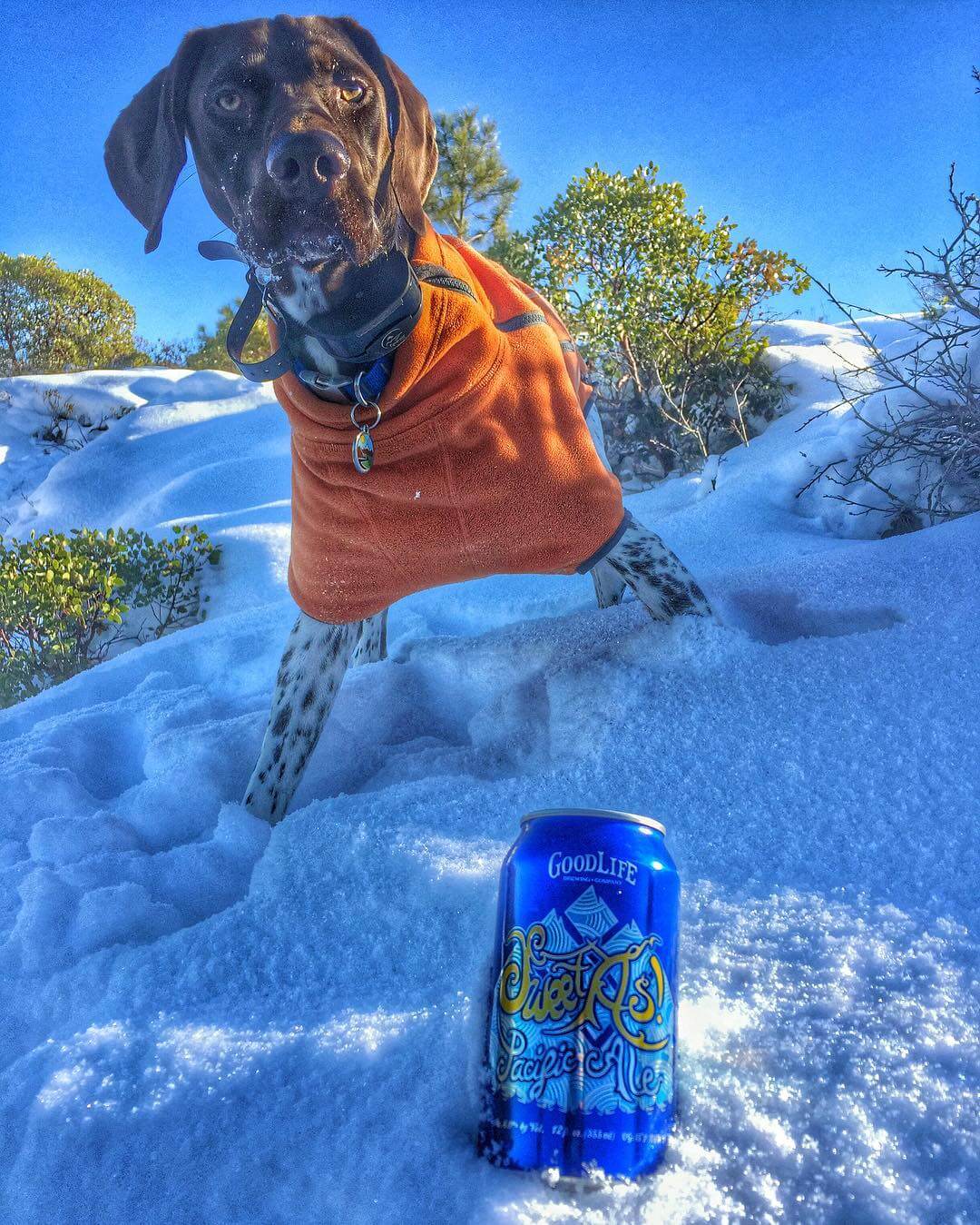 Happy National Dog Day to all of our beer fetching, and protecting, buddies! 🍺
🍺
🍺

#goodlifebrewing #bend #oregon #bendoregon #sweetaspacificale #adventurousales #nationaldogday #craftbeer #cannedbeer #gsp #gspoftheday #birddog #thebestofbend #traveloregon #draftmag #twopuppypicsinarowandwedontcare