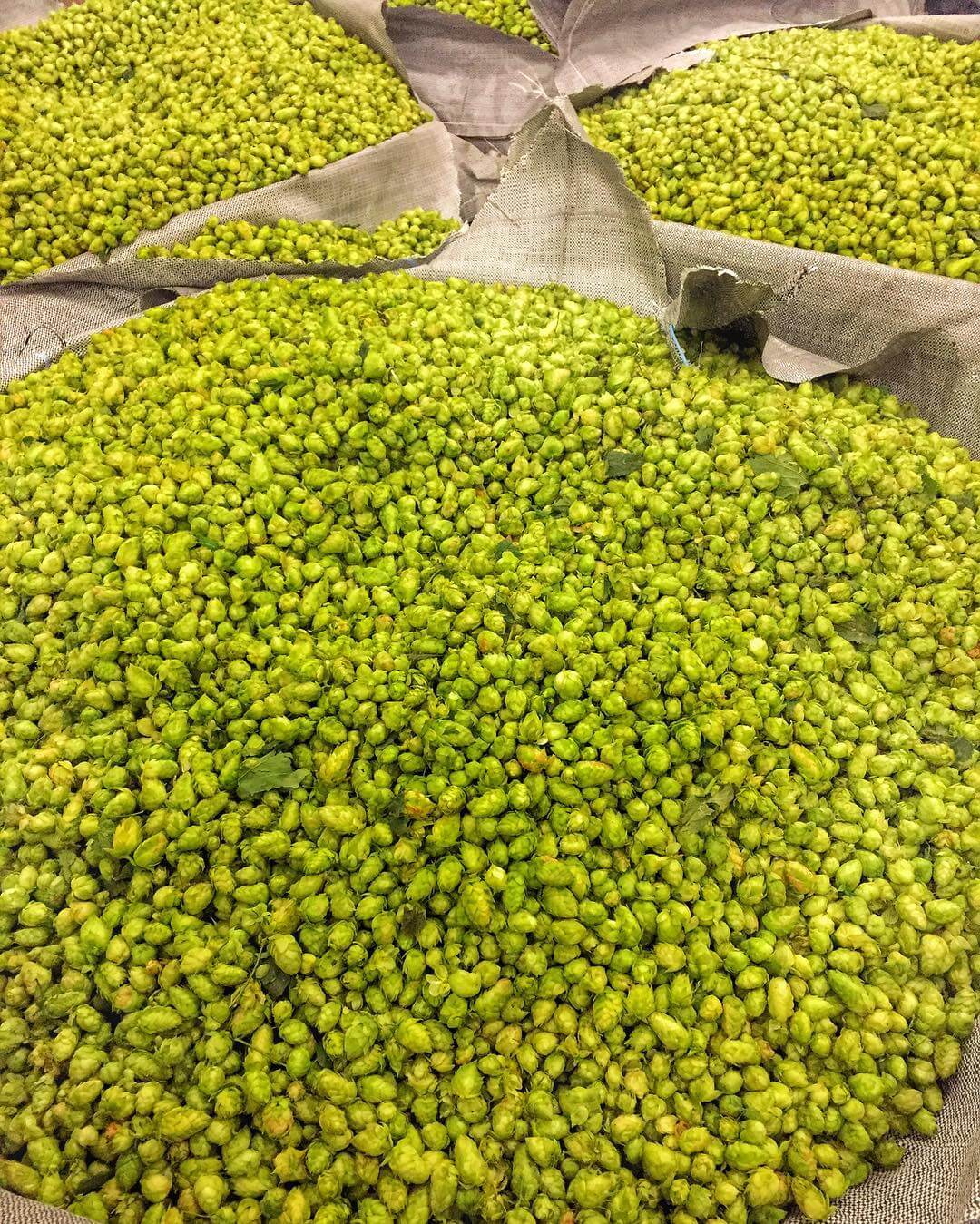 The best time of year is upon us! We are brewing our first of two fresh hopped beers today! What do you think we are brewing this year?!