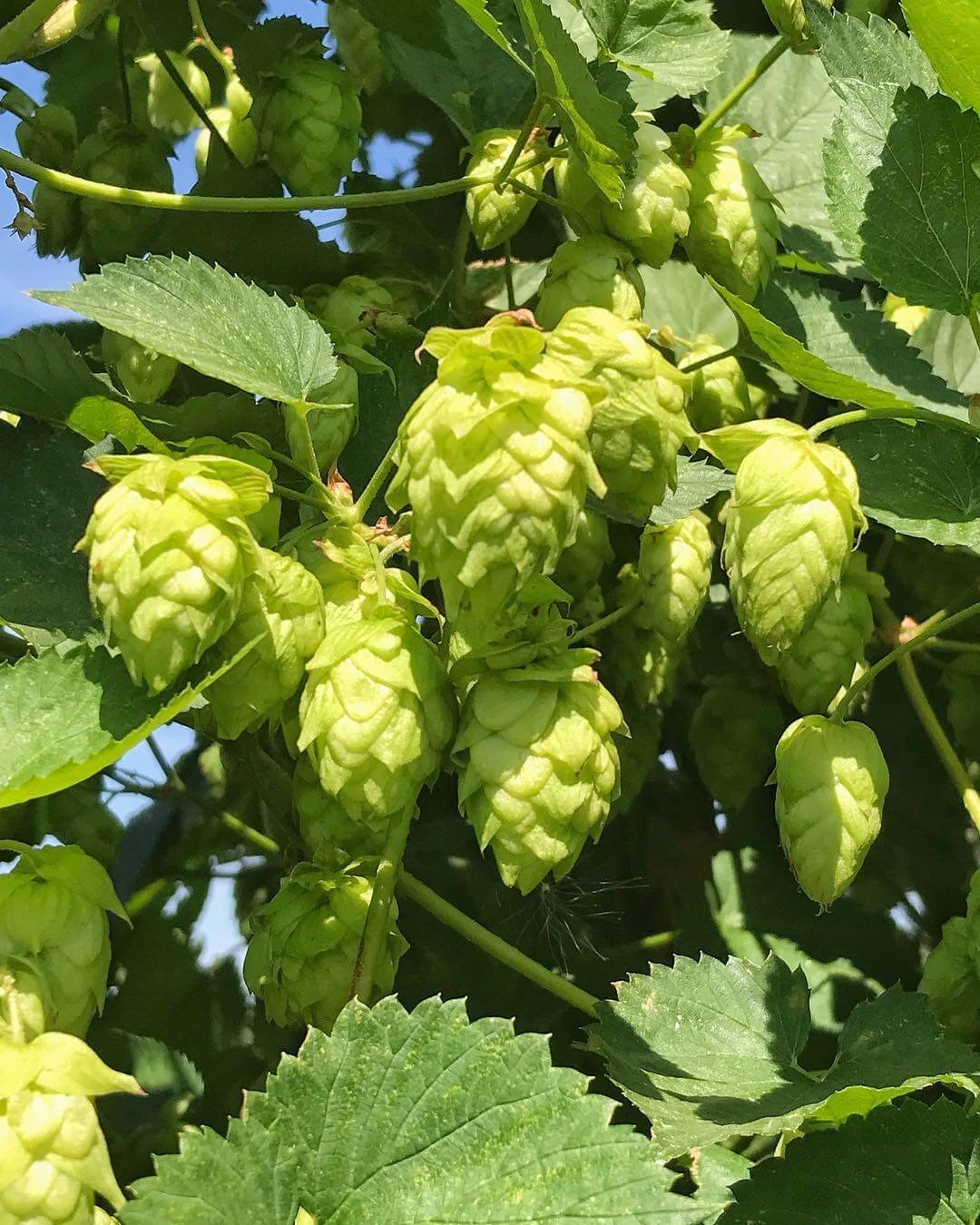 Who’s ready for #freshhop season?! We are brewing a batch of Fresh Hop Descender IPA and 150 Hippies and they should be ready in the next 12 days! 🍻