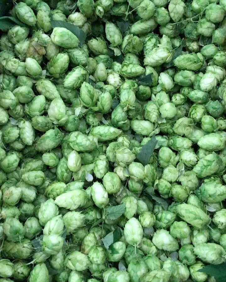 Who is ready for some Fresh Hop Descender IPA?!