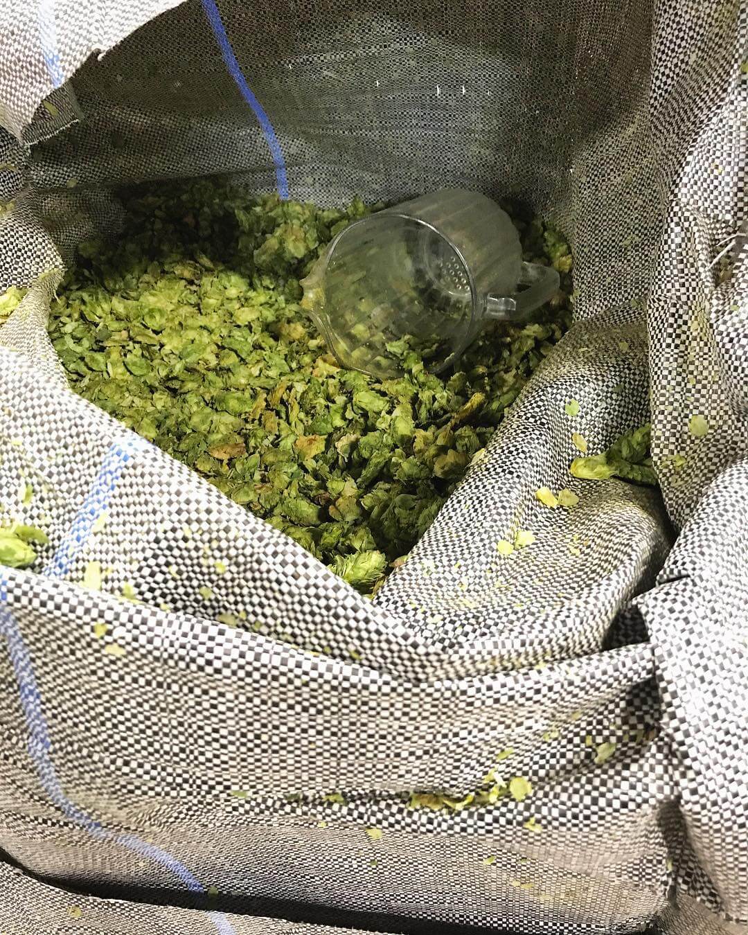 Mmm… fresh hops! Fresh Hop Descender IPA and 150 Hippies is coming your way soon!