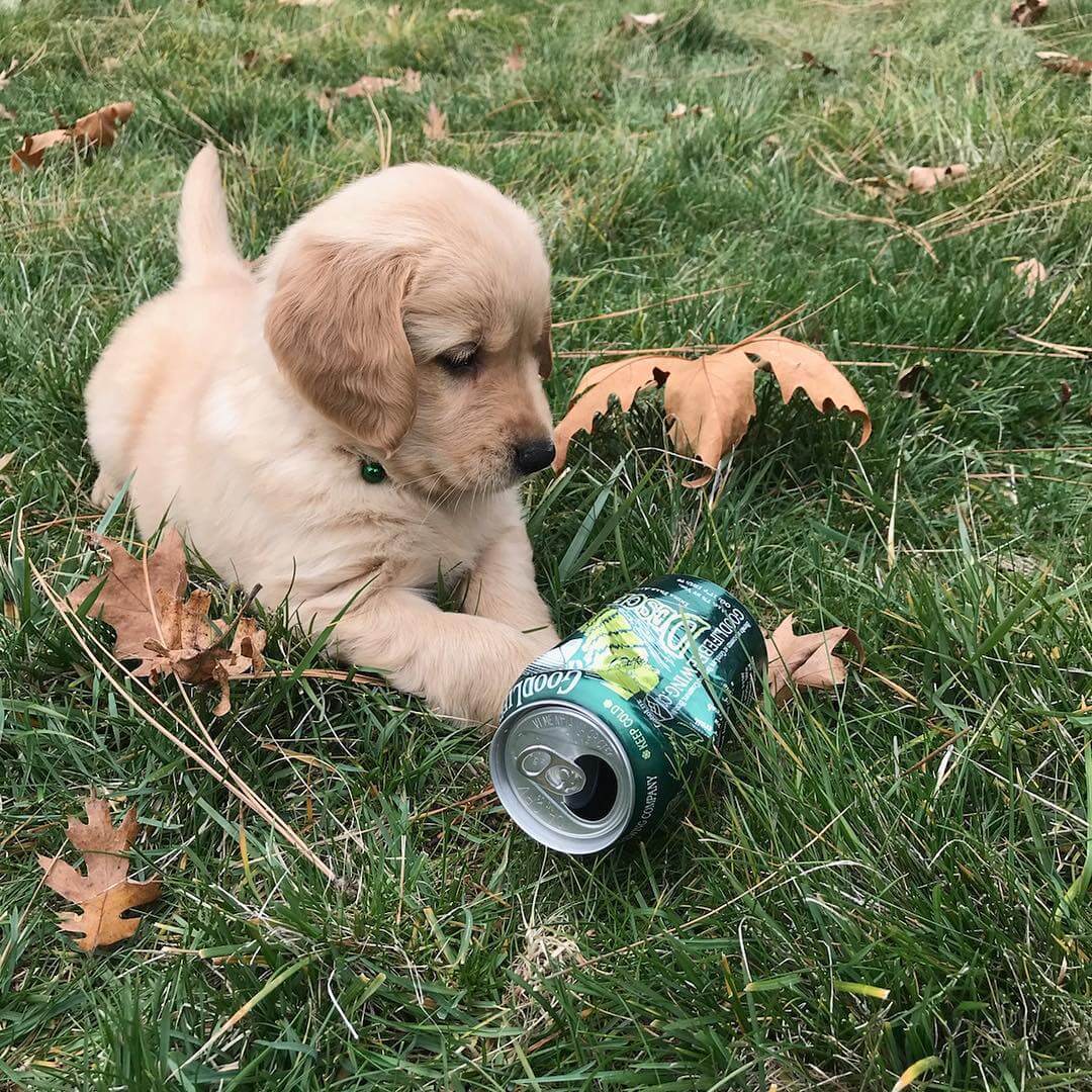 PuppyLife 📸: @alex.rachelle #descenderipa #goldenretriever