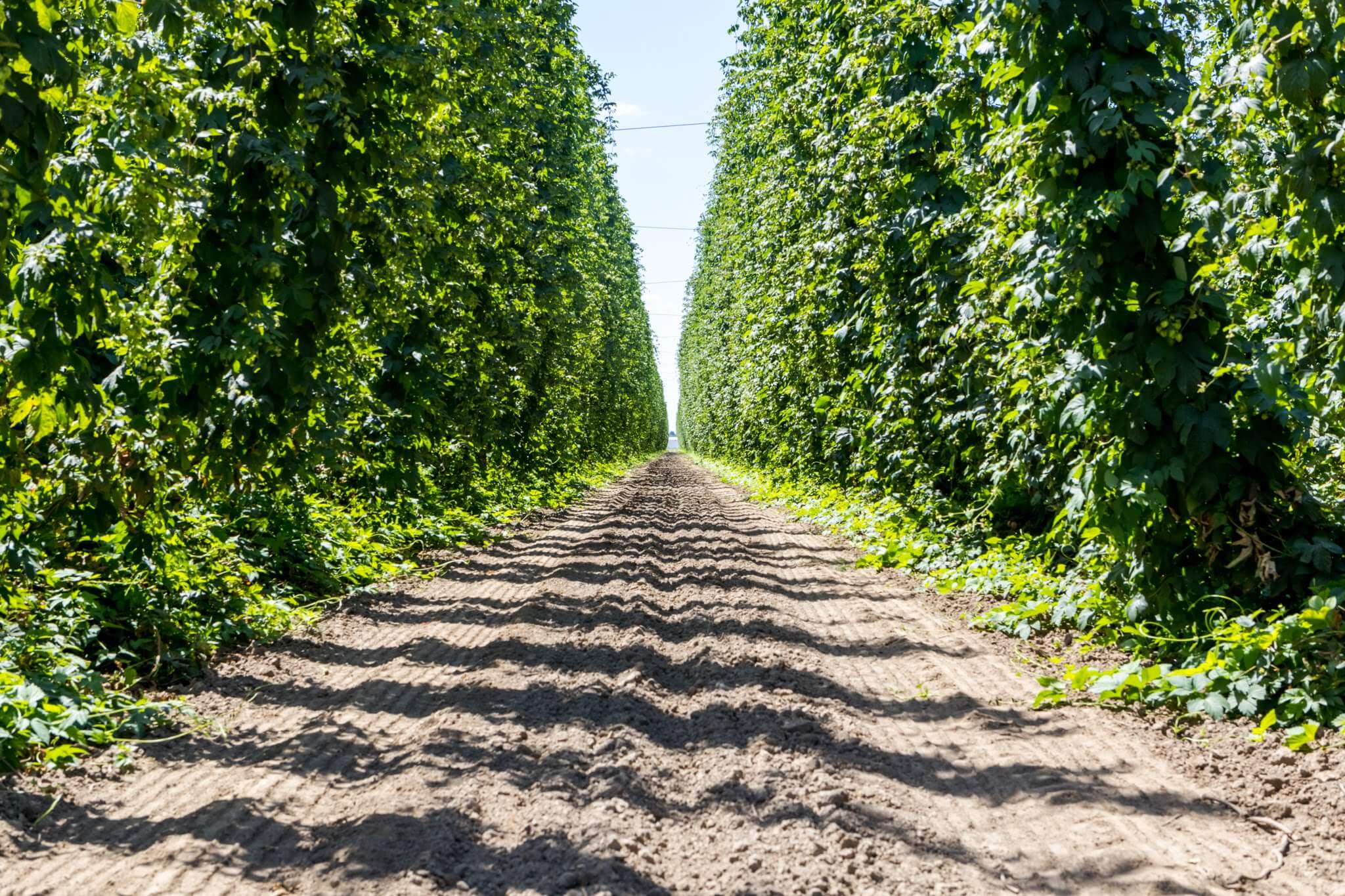 A hop farm in full bloom near Gervais, Oregon.