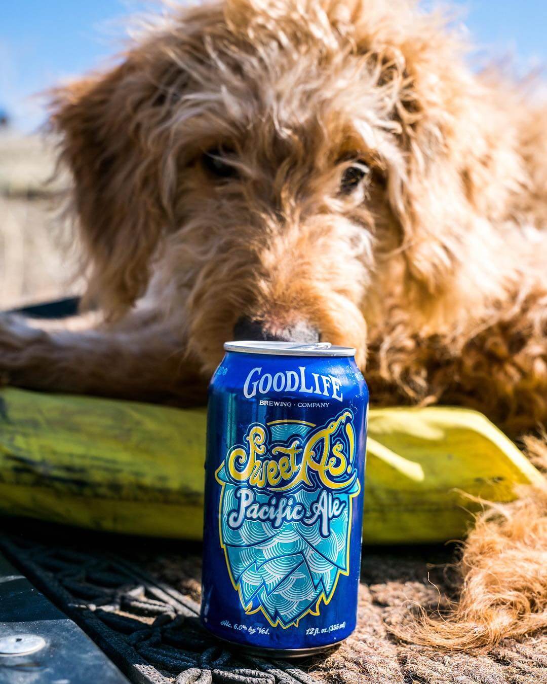 Fortunately for this guard dog it’s the weekend! Be sure to make it a sweet as one! 📸: @bendflyguy #whatsyourgoodlife #sweetaspacificale