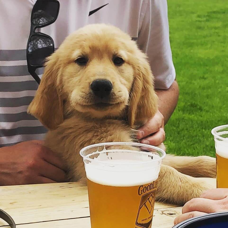 Oh Mrrr Grrrd its so FLUFFY! 
The Beirgarten is a great place to enjoy a pint, good dogs welcome. 📷: @edgarsgoldenlifepdx